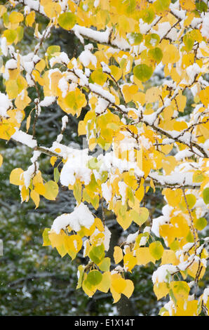 Close-up première neige tombée sur des feuilles de peuplier ou de tremble dans les couleurs d'automne Populus tremuloides Jasper National Park Banque D'Images