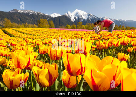 Champs de tulipes en fleur, la vallée du Fraser, en Colombie-Britannique, Mt Cheam derrière Banque D'Images