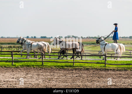 'Cowboy' Csikos hongrois autrefois commun sur la Grande Plaine hongroise, Kalocsa, Hongrie Banque D'Images