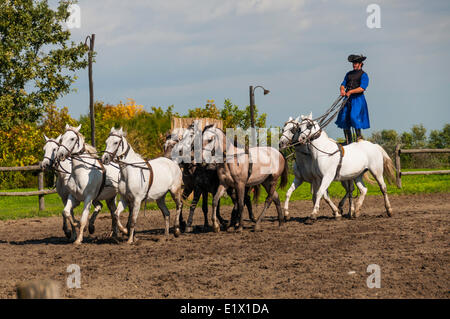 'Cowboy' Csikos hongrois autrefois commun sur la Grande Plaine hongroise, Kalocsa, Hongrie Banque D'Images