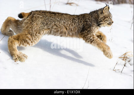 Captivité Lynx du Canada (Lynx canadensis) Bozeman, Montana, USA Banque D'Images