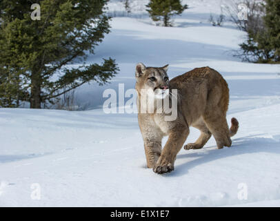 Mountain Lion en captivité (Puma concolor couguar) dans la neige Bozeman, Montana, USA Banque D'Images