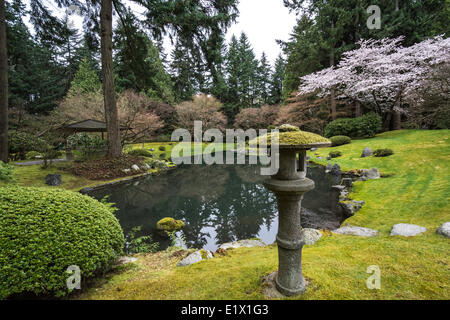 Pierre lanter japonais Cerisier japonais en arrière-plan blossums à Nitobe Memorial Garden un jardin traditionnel Japonais University Banque D'Images