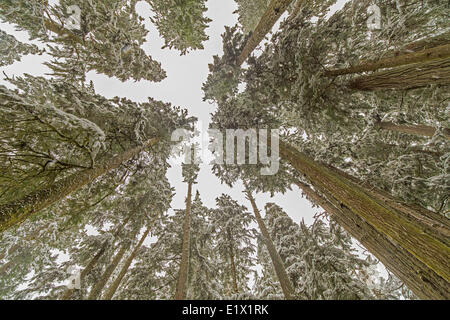 La neige a couvert le sapin de douglas (Pseudotsuga menziesii), Cathedral Grove, l'île de Vancouver, Colombie-Britannique, Canada. Banque D'Images