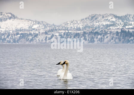 Deux cygnes trompettes, Cygnus buccinator, sur le lac Skaha à Penticton, Colombie-Britannique, Canada. Banque D'Images