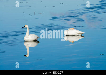 Deux cygnes trompettes (Cygnus buccinator reflétant au repos sur Skaha Lake gelé en hiver, à Penticton, en Colombie-Britannique, Canada. Banque D'Images