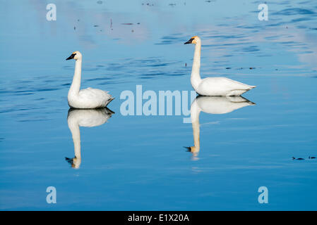 Deux cygnes trompettes (Cygnus buccinator reflétant au repos sur Skaha Lake gelé en hiver, à Penticton, en Colombie-Britannique, Canada. Banque D'Images