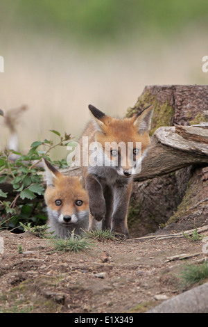 Red Fox deux oursons qui sortent de leur terre Banque D'Images