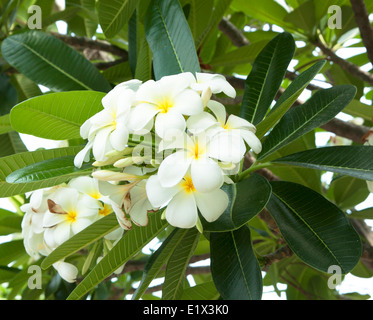 Fleur de frangipanier ou Leelawadee fleur sur l'arbre. Banque D'Images