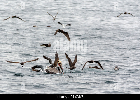 Pélican brun en reproduction d'être assailli par les adultes et les juvéniles de mouettes Heermann, Mer de Cortez, Baja, au Mexique Banque D'Images