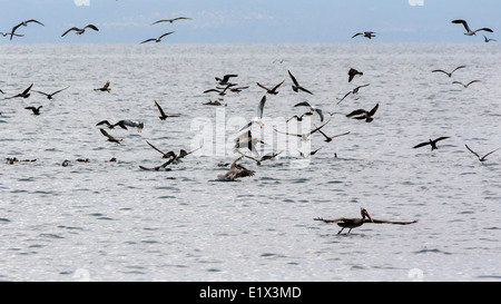 Feeding Frenzy avec Brown idiots, le pélican brun, les adultes et les juvéniles de mouettes Heermann, Mer de Cortez, Baja, au Mexique Banque D'Images