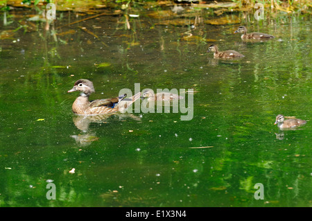 Canard branchu mère et ses canetons. (Aix sponsa) Banque D'Images