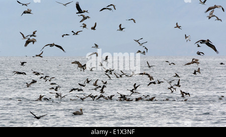 Feeding Frenzy avec Fous bruns (Sula leucogaster), le pélican brun, les adultes et les juvéniles de mouettes Heermann, Baja, au Mexique Banque D'Images