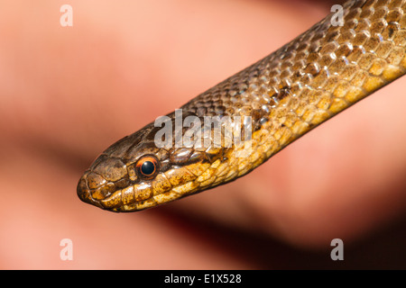 Homme couleuvre lisse (Coronella austriaca) dans la main (sous licence), Dorset Banque D'Images