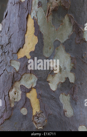 Peeling platane écorce du tronc dans Alte, Algarve, Portugal Banque D'Images