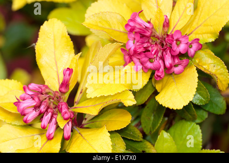 Le nouveau feuillage doré brillant et contraste rose fleurs d'Escallonia laevis 'Gold Ellen' Banque D'Images