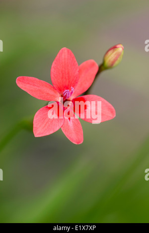 Mise au point rapprochée et profondeur de champ isole ce fleur du Freesia laxa ampoule nain du fond diffus Banque D'Images