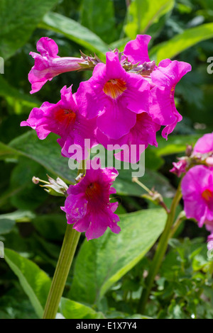 Fleurs roses en forme de trompette de la hardy Gloxinia, Incarvillea delavayi Banque D'Images