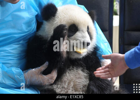 Ya'an, la province chinoise du Sichuan. 10 Juin, 2014. Un grand panda cub est vue à la base de Bifengxia Panda Géant de Chine et au Centre de recherche de protection de Ya'an City, dans le sud-ouest de la province chinoise du Sichuan, le 10 juin 2014. Création d'une "école maternelle" a été créé à la base pour le panda géant d'oursons, et maintenant 6 oursons nés l'an dernier vivaient ici. Credit : Xue Yubin/Xinhua/Alamy Live News Banque D'Images