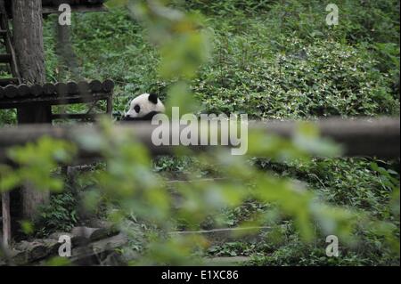 Ya'an, la province chinoise du Sichuan. 10 Juin, 2014. Un grand panda cub mange des pousses de bambou à la base de Bifengxia Panda Géant de Chine et au Centre de recherche de protection de Ya'an City, dans le sud-ouest de la province chinoise du Sichuan, le 10 juin 2014. Création d'une "école maternelle" a été créé à la base pour le panda géant d'oursons, et maintenant 6 oursons nés l'an dernier vivaient ici. Credit : Xue Yubin/Xinhua/Alamy Live News Banque D'Images