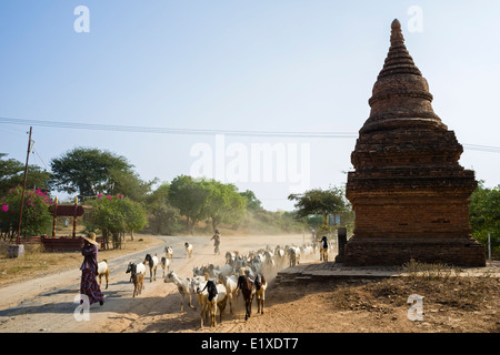 Troupeau de chèvres, Bagan, Myanmar, en Asie Banque D'Images