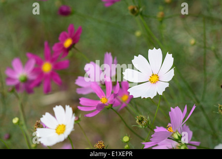 Close up de diverses fleurs cosmos couleur Banque D'Images