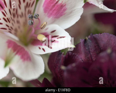 Un plan macro sur une fleur alstroemeria Banque D'Images