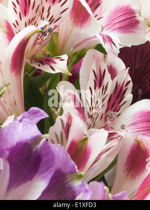 Un plan macro sur une fleur alstroemeria Banque D'Images