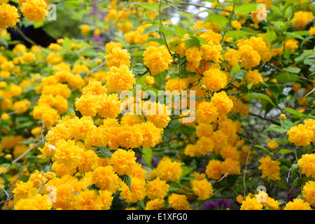 Japonica vexille en pleine floraison Banque D'Images