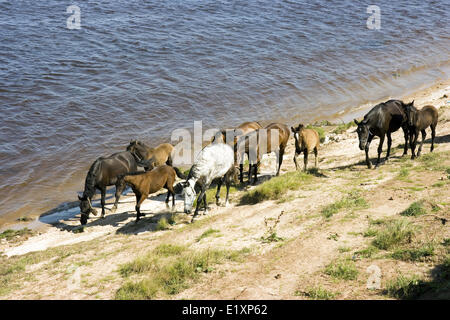 Pâturée sur les bords de la rivière troupeau de chevaux Banque D'Images