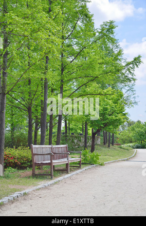 Vieux banc en bois avec un fond de grands arbres à sunny day Banque D'Images