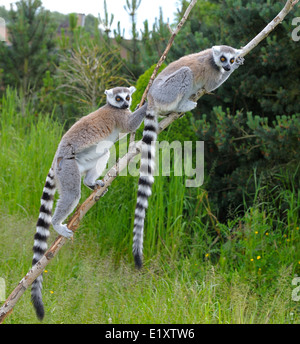 Ring tailed lemur le zoo de Twycross England UK Banque D'Images