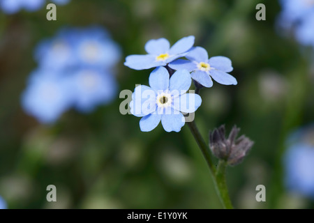 Gros plan du myosotis bleu des fleurs au printemps Banque D'Images