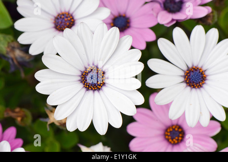 Gros plan du white dimorphotheca fleurs au printemps Banque D'Images