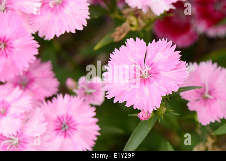 Gros plan du Dianthus barbatus rose fleurs dans un jardin Banque D'Images