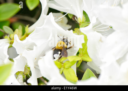 Libre d'une abeille sur une fleur blanche azalea Banque D'Images