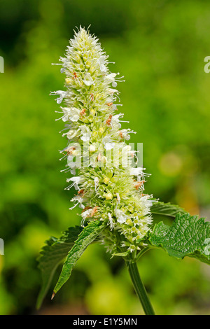 Feuille d'ortie horsemint géant ou de l'hysope. Agastache urticifolia. Banque D'Images