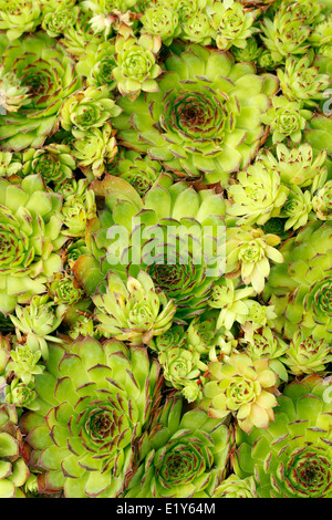 Poules et poussins. Sempervivum tectorum. Banque D'Images