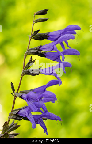 Devin's sage. La Salvia divinorum. Banque D'Images