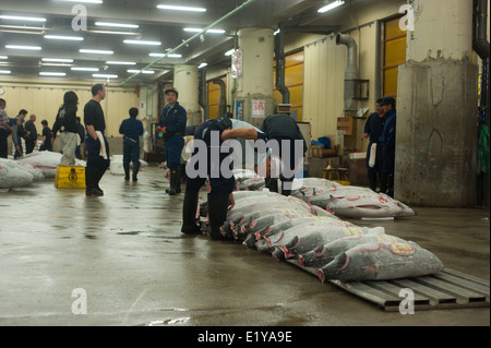 Acheteurs lors des enchères de thon dans le marché aux poissons de Tsukiji, à Tokyo, au Japon, l'inspection des impôts pour l'échantillon de poissons consistance et qualité de chair Banque D'Images