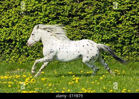 5 ans etalon cheval Knabstrupper galoper dans un pré plein de pissenlit Banque D'Images