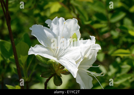 Libre d'azalées au printemps de fleurs blanches Banque D'Images