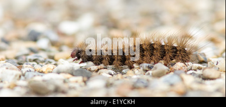 Cream-spot Tiger Moth (arctia villica) chenille sur un sentier de gravier Banque D'Images