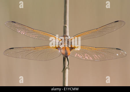 Chaser rares dragonfly (libellula fulva) Banque D'Images