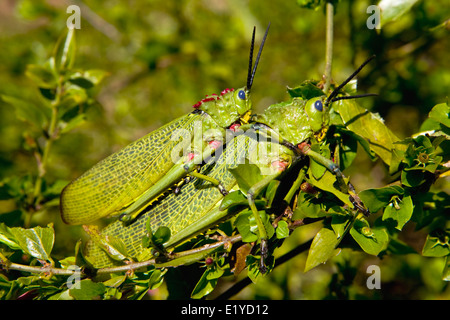 L'asclépiade vert ou Criquet sauterelle Bush Africain ( Phymateus viridipes ), Afrique du Sud Banque D'Images