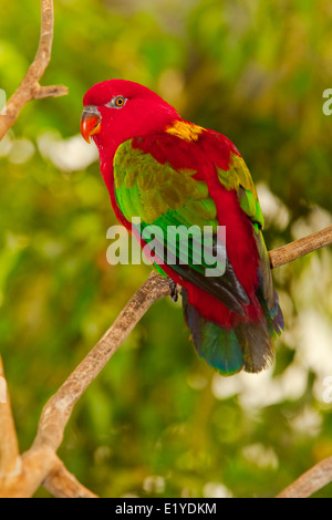 Lory, broutement ( Lorius garrulus ) Banque D'Images