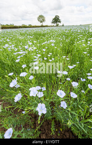 Cambridgeshire, Royaume-Uni. 11 Juin, 2014. Un champ de lin des éclats dans la fleur sur les terres agricoles près de Hamerton Cambridgeshire, Royaume-Uni. Les températures dans le milieu 20 Centigrade des degrés et des averses fréquentes ont contribué à la croissance rapide des plantes. La récolte également connu sous le nom de lin a une fleur bleue. Le lin est cultivé pour l'utiliser comme une huile comestible, comme supplément alimentaire, et comme ingrédient dans plusieurs produits de finition du bois. Le lin est également cultivé comme plante ornementale dans les jardins. Des fibres de lin peut être utilisée pour faire le linge. Credit : Julian Eales/Alamy Live News Banque D'Images