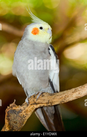 (Nymphicus hollandicus cockatiel mâle), également connu sous le nom de l'Weiro Quarrion et Banque D'Images