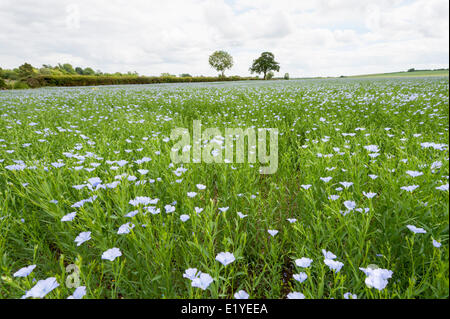 Cambridgeshire, Royaume-Uni. 11 Juin, 2014. Un champ de lin des éclats dans la fleur sur les terres agricoles près de Hamerton Cambridgeshire, Royaume-Uni. Les températures dans le milieu 20 Centigrade des degrés et des averses fréquentes ont contribué à la croissance rapide des plantes. La récolte également connu sous le nom de lin a une fleur bleue. Le lin est cultivé pour l'utiliser comme une huile comestible, comme supplément alimentaire, et comme ingrédient dans plusieurs produits de finition du bois. Le lin est également cultivé comme plante ornementale dans les jardins. Des fibres de lin peut être utilisée pour faire le linge. Credit : Julian Eales/Alamy Live News Banque D'Images