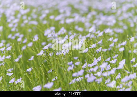 Cambridgeshire, Royaume-Uni. 11 Juin, 2014. Un champ de lin des éclats dans la fleur sur les terres agricoles près de Hamerton Cambridgeshire, Royaume-Uni. Les températures dans le milieu 20 Centigrade des degrés et des averses fréquentes ont contribué à la croissance rapide des plantes. La récolte également connu sous le nom de lin a une fleur bleue. Le lin est cultivé pour l'utiliser comme une huile comestible, comme supplément alimentaire, et comme ingrédient dans plusieurs produits de finition du bois. Le lin est également cultivé comme plante ornementale dans les jardins. Des fibres de lin peut être utilisée pour faire le linge. Credit : Julian Eales/Alamy Live News Banque D'Images